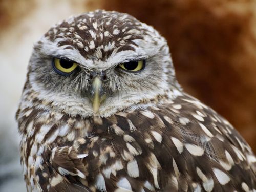 Angry Owl